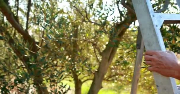 Femme récoltant des olives à la ferme 4k — Video