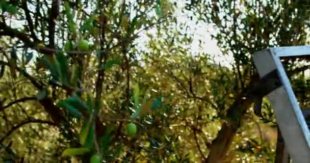 Drabiny i Wiklinowy kosz w oliwnymi gospodarstwa 4k — Wideo stockowe