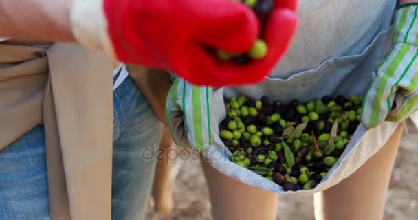 Sección media de la pareja que tiene aceitunas en la granja — Vídeos de Stock