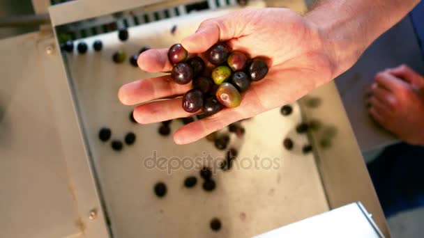 Рука, полная оливок, поверх машины для обработки оливок — стоковое видео