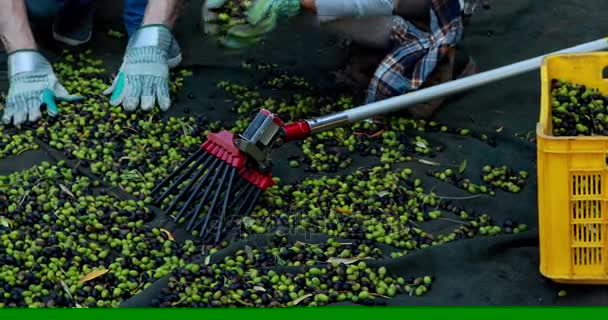 Фермеры кладут собранные оливки в ящики — стоковое видео