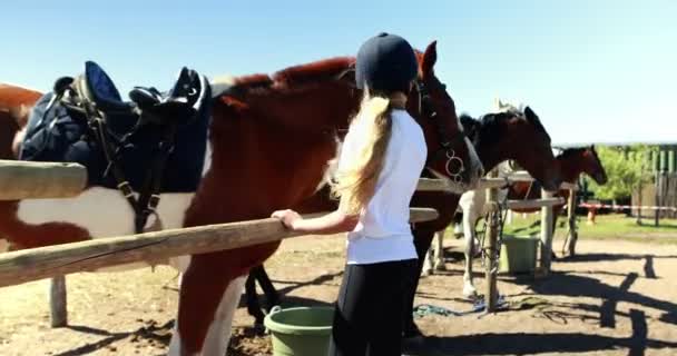 Meisje aanraken van het paard in de ranch — Stockvideo