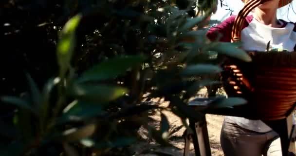Женщина собирает оливки с дерева на ферме — стоковое видео