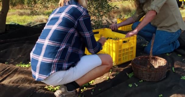 収集カップル 4 k のクレートでオリーブの収穫 — ストック動画