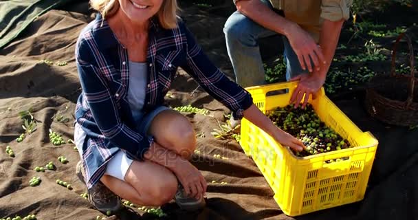 Retrato de pareja feliz recogiendo aceitunas cosechadas en caja 4k — Vídeos de Stock