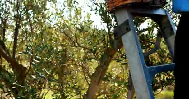 Mulher colhendo azeitonas da árvore 4k — Vídeo de Stock