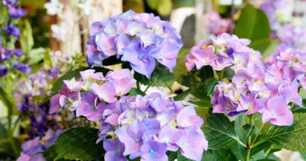 Hermosas flores en la tienda — Vídeos de Stock