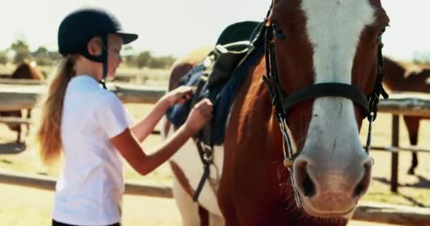 Chica apretando silla de montar a caballo para montar a caballo — Vídeos de Stock