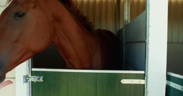 Pferd weidet im Stall — Stockvideo