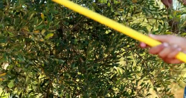 Agriculteurs récoltant des olives avec rack 4k — Video