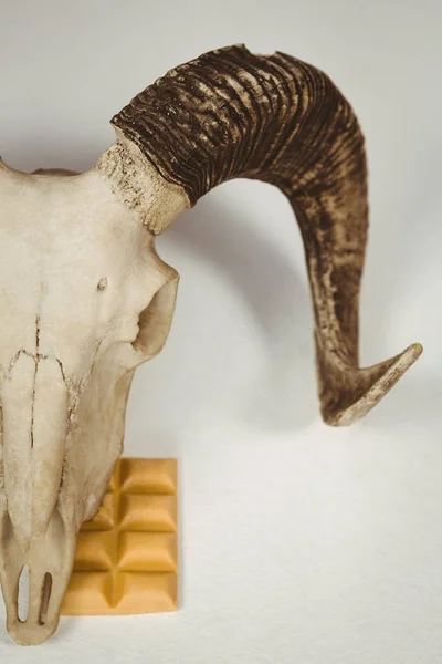 Cráneo de animal con chocolate — Foto de Stock