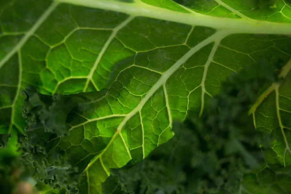 Close up of kale leaf — Stock Photo, Image