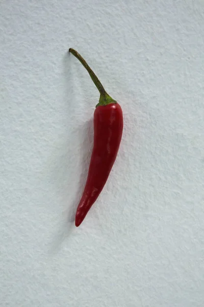 Red chili pepper on white background — Stock Photo, Image