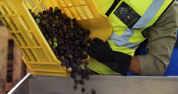 Travailleur mettant les olives récoltées dans la machine — Video