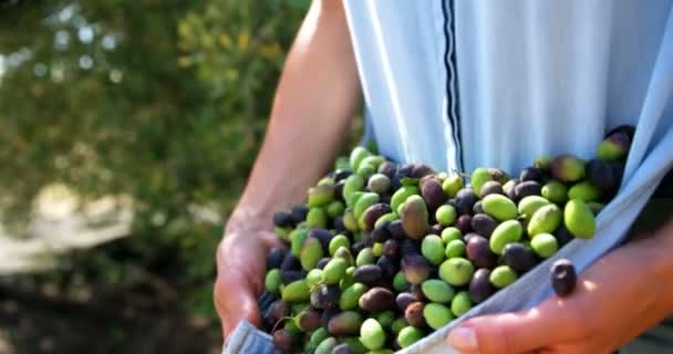 Middensectie van boer verzamelen van olijven in boerderij — Stockvideo