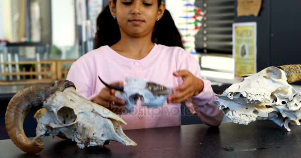 Дівчина вивчає скелет тварин — стокове відео