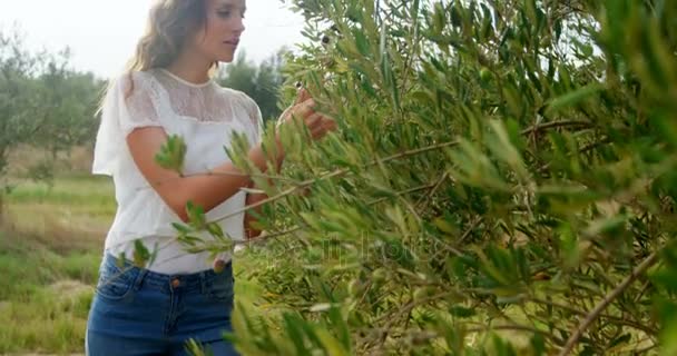 Vrouw behandeling van olijven in boerderij — Stockvideo