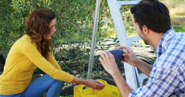 Gelukkige paar plezier in olijf-farm 4k — Stockvideo