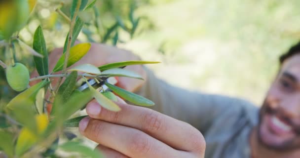 Farmer cutting olives from pruning shears in farm — Stock Video