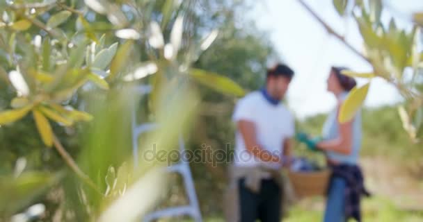Пара держит собранные оливки на ферме — стоковое видео