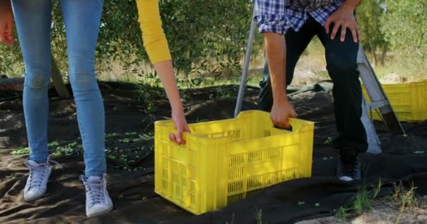 Счастливая пара ходить с ящиком в оливковой ферме 4k — стоковое видео