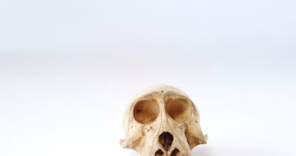 Zwierzęca czaszka i czekoladki — Wideo stockowe