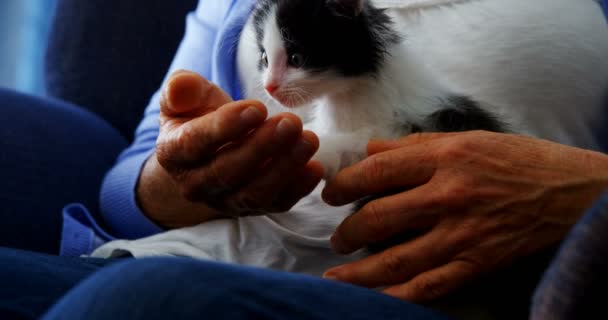 Senior women holding kitten while sitting on armchair — Stock Video