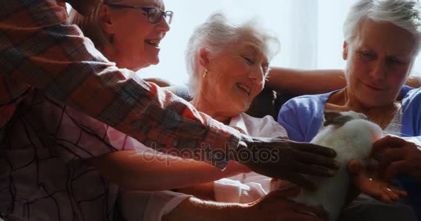 Senior friends petting a rabbit at retirement home — Stock Video