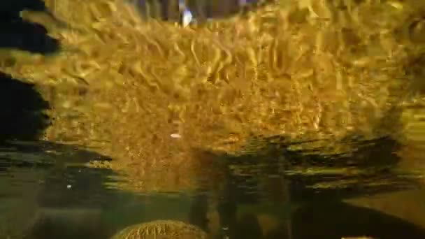 Visser vliegvissen in rivier — Stockvideo