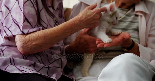 Старшие женщины гладят котенка на кресле — стоковое видео