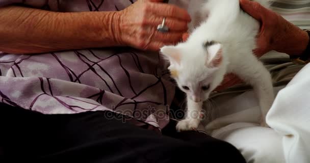 Wanita senior membelai kucing di kursi — Stok Video