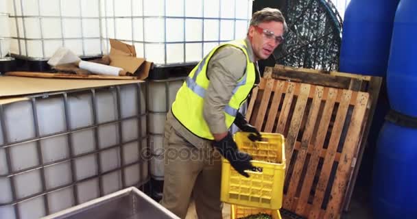 Рабочий кладет собранные оливки в машину — стоковое видео