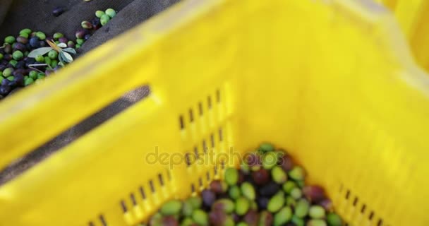 Gros plan sur les olives fraîches dans la caisse 4k — Video