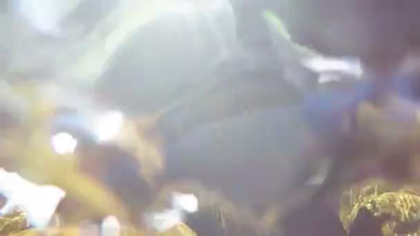 Pescatore pesca a mosca nel fiume — Video Stock