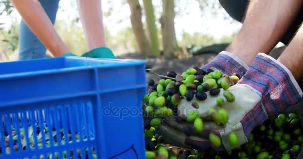 Mid-section of farmers putting olives in crate — Stock Video