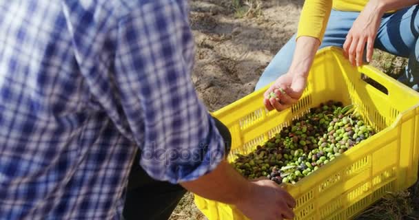 Couple heureux regardant les olives récoltées dans la caisse 4k — Video