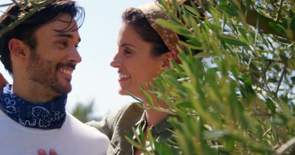 Romantyczna para objęciach w oliwnymi gospodarstwa — Wideo stockowe