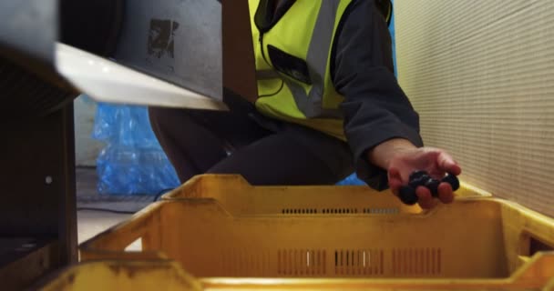 Arbeiter inspiziert Oliven in Maschine in Fabrik — Stockvideo