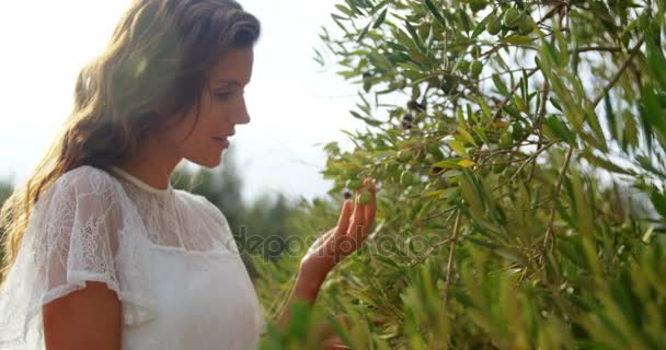 Mulher examinando azeitonas na fazenda — Vídeo de Stock