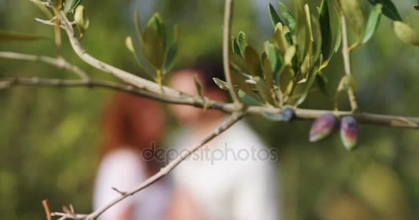 Romantic couple embracing each other in olive farm — Stock Video