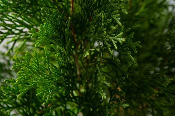 Close-up van kerstboom — Stockfoto