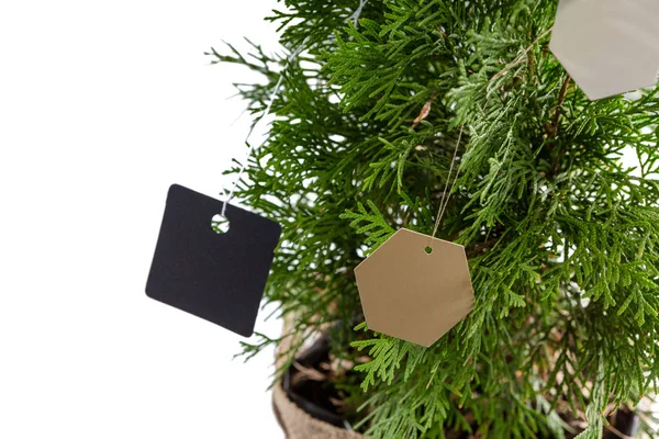 Verschiedene Tags hängen am Weihnachtsbaum — Stockfoto
