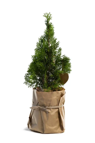 Noel ağacı beyaz arka plan — Stok fotoğraf