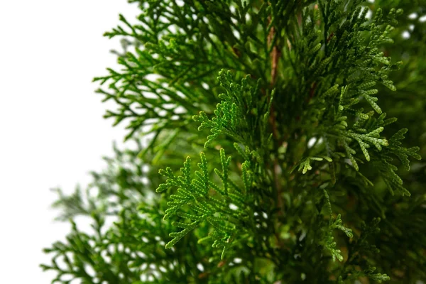 Close-up van kerstboom — Stockfoto