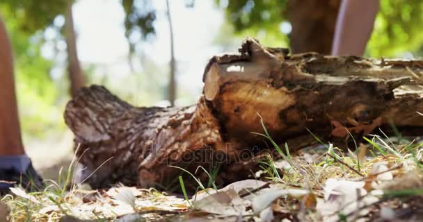 Amis marchant ensemble dans le parc — Video