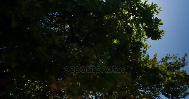 Дерево з блакитним небом в сонячний день — стокове відео