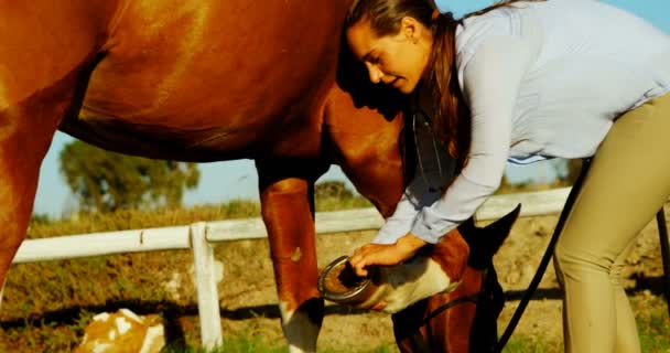 Dierenarts arts controleren van een paard — Stockvideo