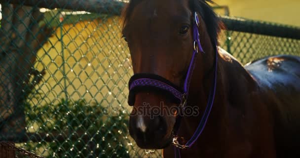 Caballo de pie en rancho — Vídeo de stock