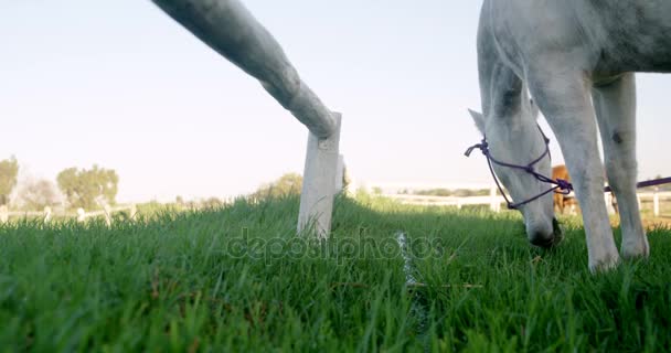 Caballo pastoreo hierba en rancho — Vídeos de Stock