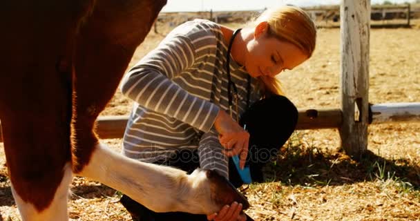 Ветеринар чистит лошадиную ногу на ранчо — стоковое видео